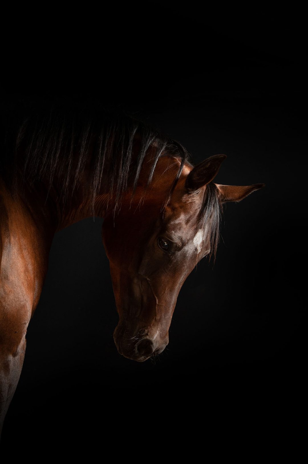 equine photography