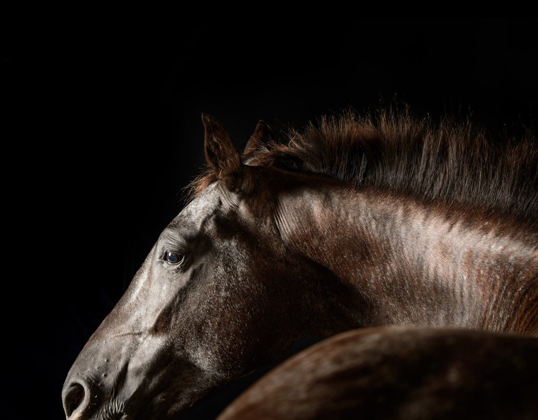 00 horse 8