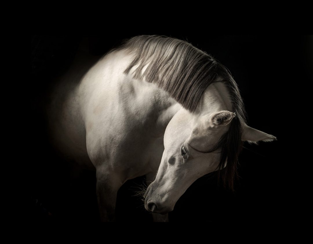 22 jan equestrian session 21