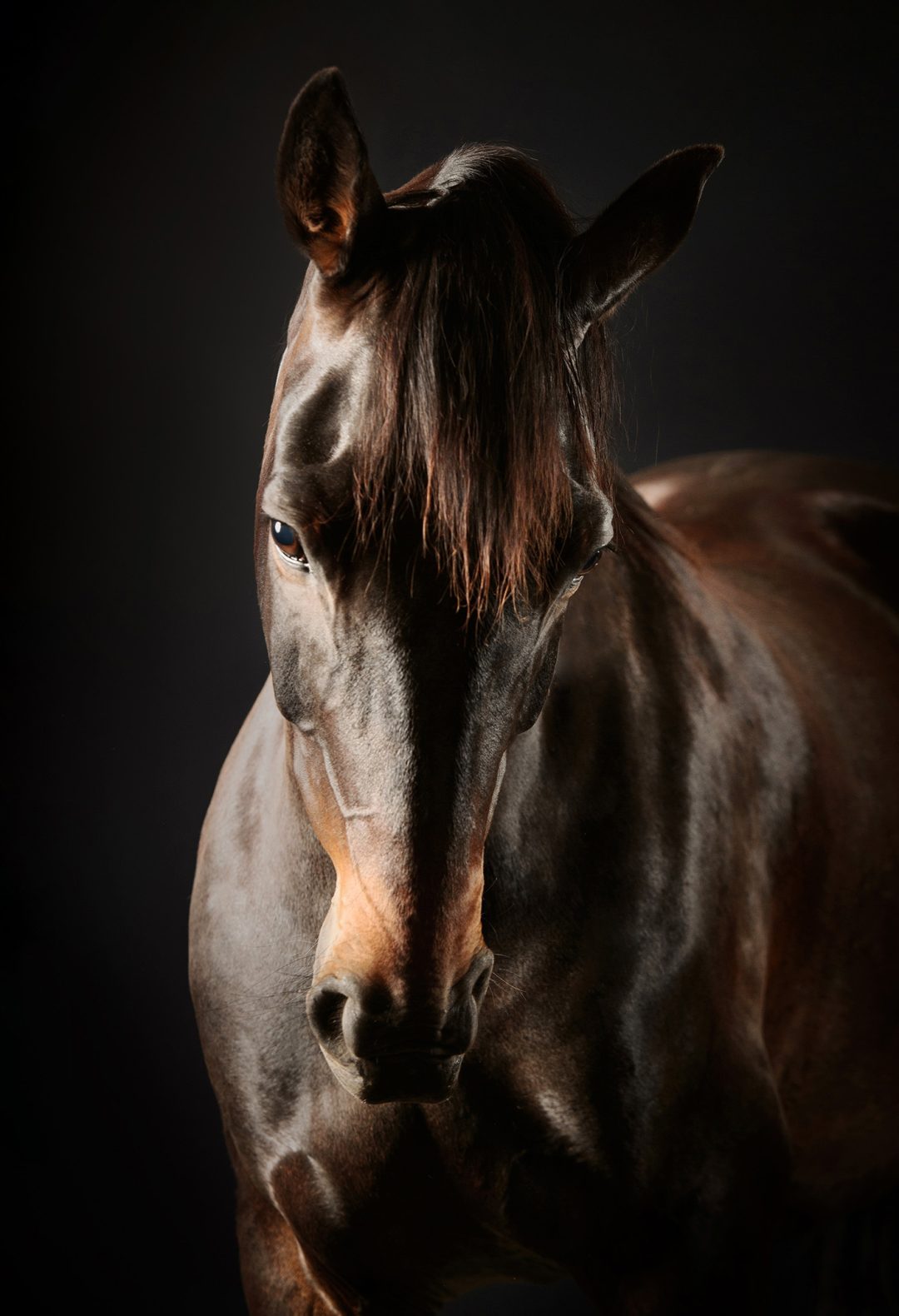 23 horse 13