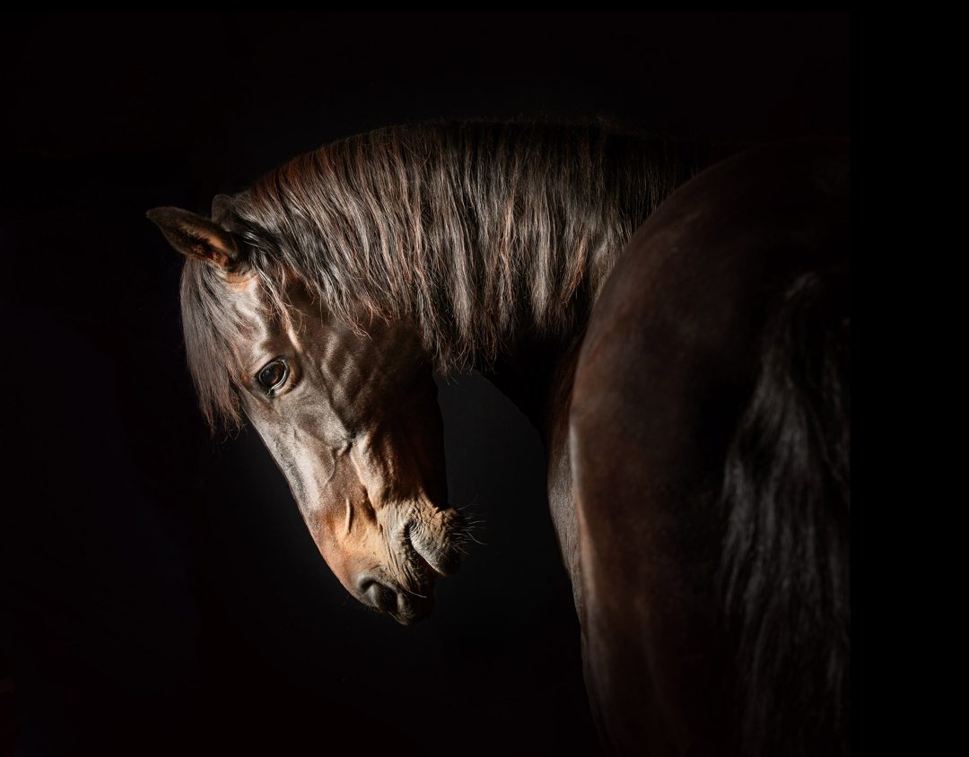 24 horse 16