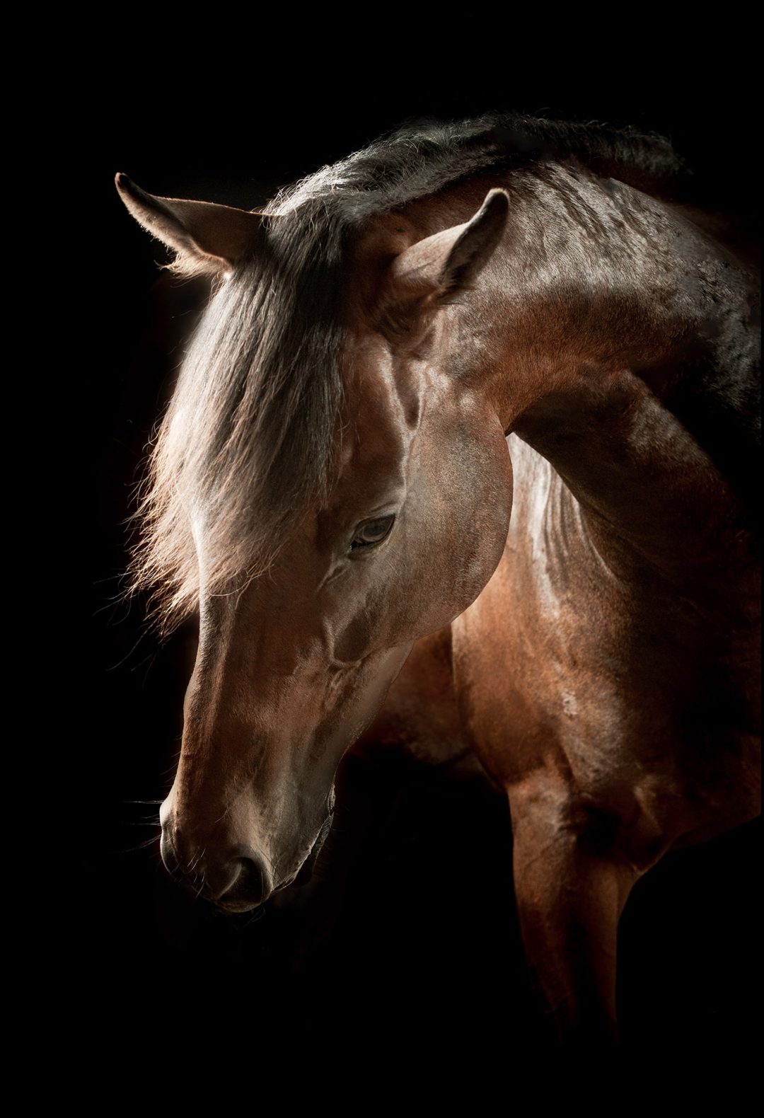 26 horses march 24 14