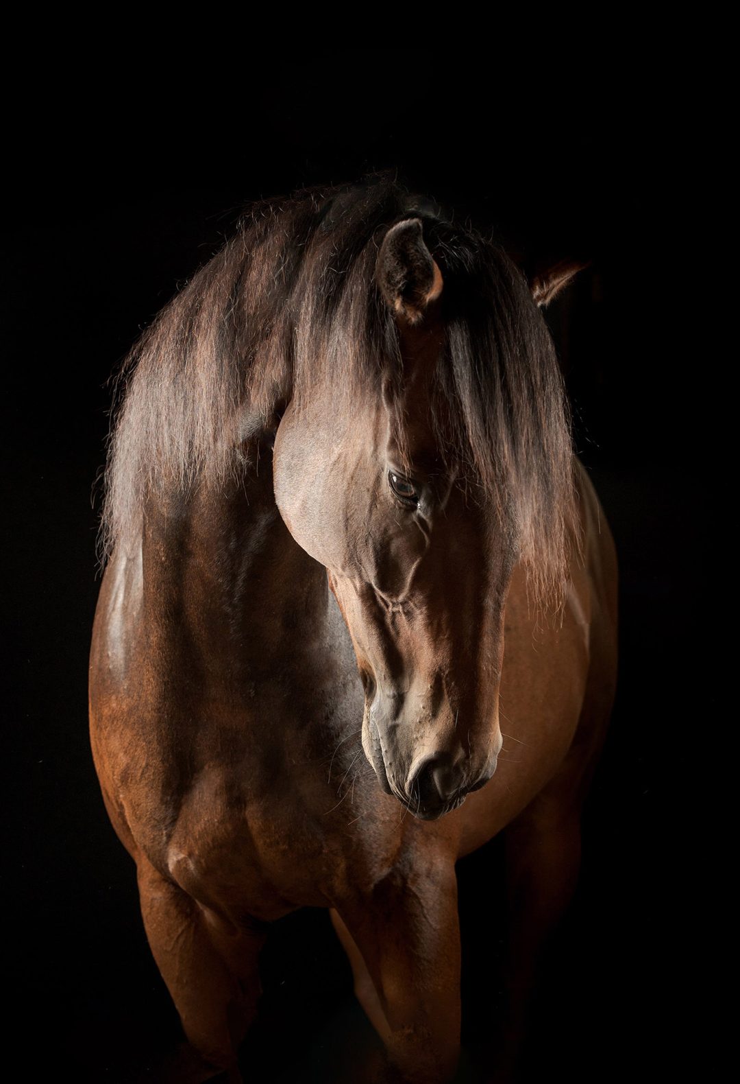 8 horses 7a