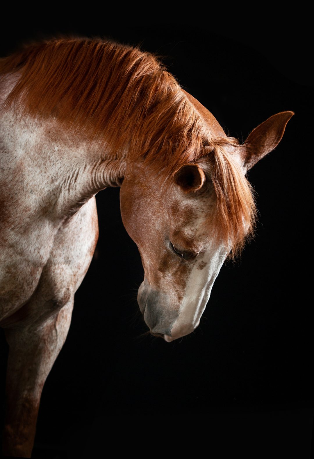 horsey